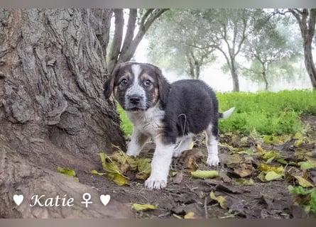 Katie, Kira und Kris suchen ein Zuhause