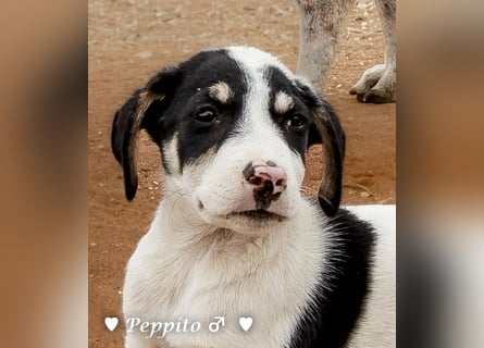 Update: Peppito  und Prince  suchen ein Zuhause