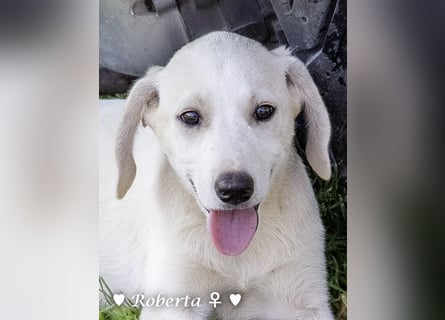 Roberta und Robbie, f.,  suchen eine Familie