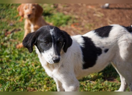 Dora, Darios, Dakis und Damon suchen ein Zuhause