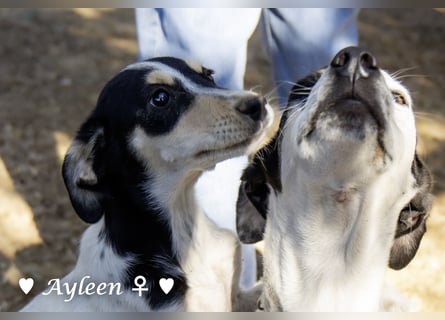 Ayleen und Layla suchen ein Zuhause