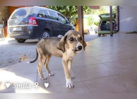 Suzi und Smila   suchen ein Zuhause