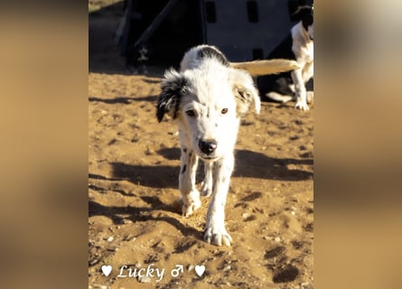 Kelly, Lucky und Brisco suchen ein Zuhause