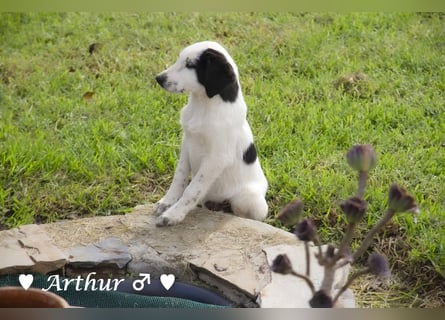 Arthur  und Argos  suchen ab Mitte November ein Zuhause