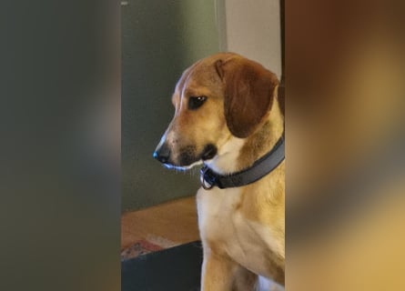 In der Südpfalz zu besuchen: Familienhündin Nellie sucht ihr Zuhause