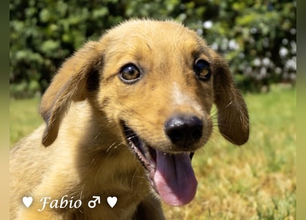 Farah,  Felina und Felipe   suchen ein Zuhause