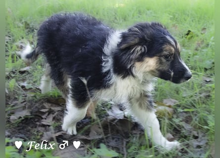 Felicita, Felix, Flori, Fanny, Frida und Fine suchen ab Ende Dezember ein Zuhause