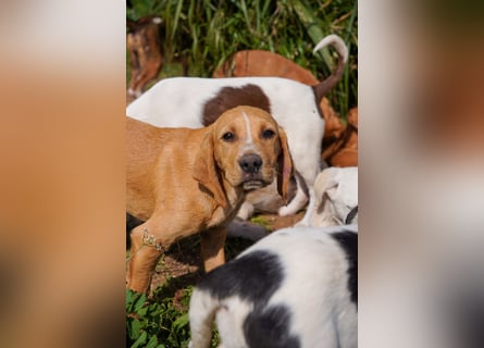 Gaia und Gino suchen ein Zuhause