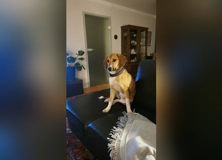 In der Südpfalz zu besuchen: Familienhündin Nellie sucht ihr Zuhause