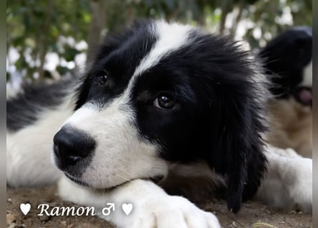 Ramon, Ralf, Randy, Ray und Raischa suchen ein Zuhause
