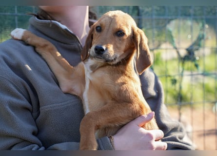 Elias, Evi, Elli und Eros suchen ab Ende März ein Zuhause