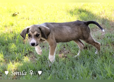 Suzi und Smila   suchen ein Zuhause