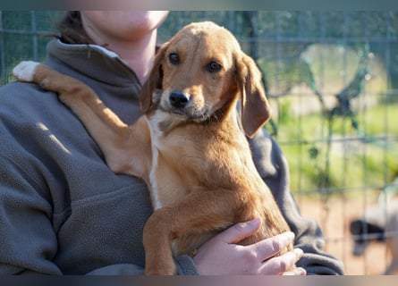 Elias und Elton  suchen ab Ende März ein Zuhause