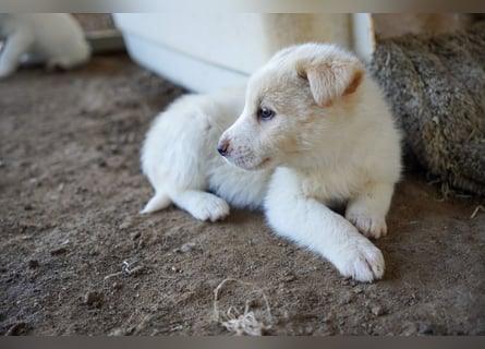 Unsere süßen Schneeflocken suchen ein Zuhause