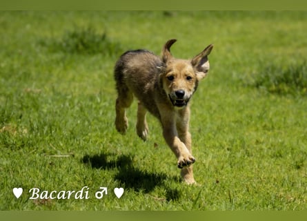Bacardi, Biala, Babette und Bizou suchen ab August ihr Zuhause