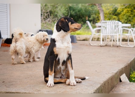 Doros, Dinos, Deri und Dex  suchen ein Zuhause