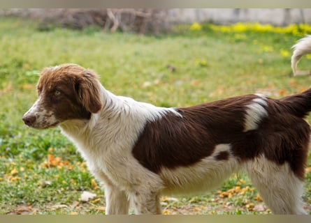 Darios sucht ein Zuhause