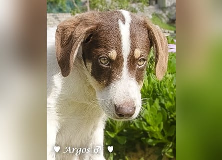 Arthur  und Argos  suchen ab Mitte November ein Zuhause