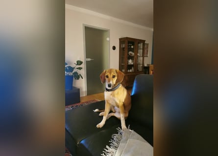 In der Südpfalz zu besuchen: Familienhündin Nellie sucht ihr Zuhause