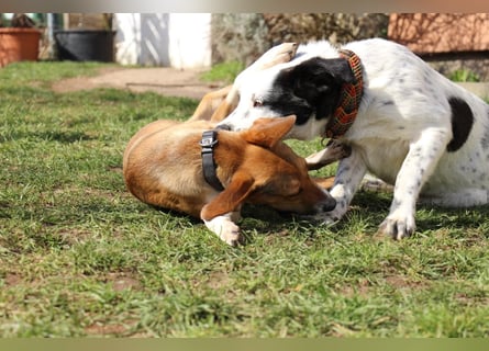 Verschmuste Familienhündin Nellie sucht ihr Zuhause - In der Südpfalz zu besuchen