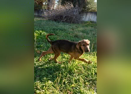 Gaia und Gino suchen ein Zuhause