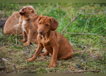 Viszla -Mix Gina, Giorgi, Gaia und Gino suchen ein Zuhause