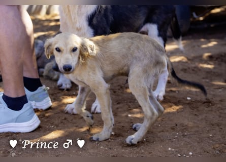 Prince, Farah,  Felina und Fabio   suchen ein Zuhause