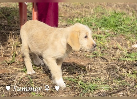 Willie, Wilma und Summer suchen ein Zuhause