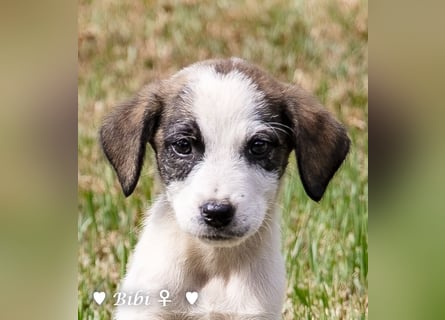 Bella, Bibi und Bina suchen ab Mitte November ein Zuhause