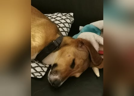 In der Südpfalz zu besuchen: Familienhündin Nellie sucht ihr Zuhause