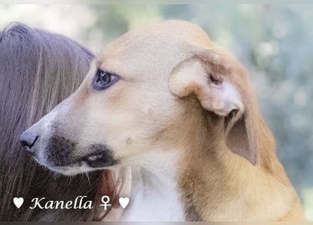 Kanella  sucht ein  Zuhause