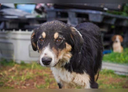 Doros, Dinos, Deri und Dex  suchen ein Zuhause