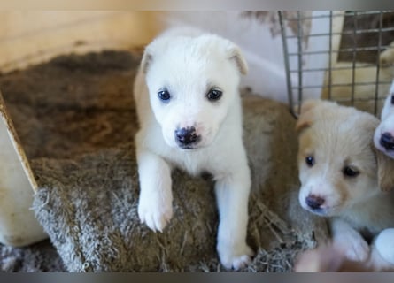 Unsere süßen Schneeflocken suchen ein Zuhause
