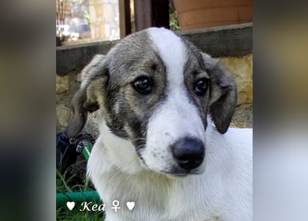 Kea  und Kay auf der Suche nach ihrer Familie