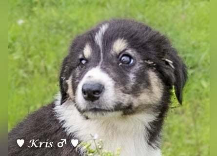 Katie, Kira und Kris suchen ein Zuhause