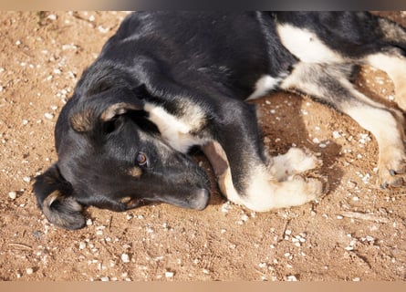 Doros, Dinos, Deri und Dex  suchen ein Zuhause