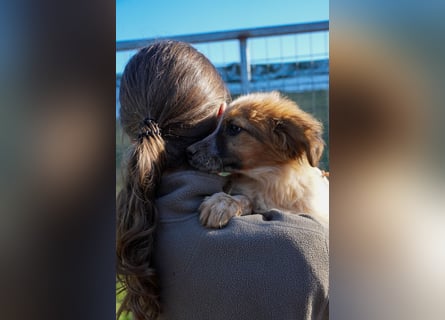 Elias, Evi, Elli und Eros suchen ab Ende März ein Zuhause