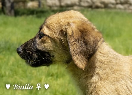 Bacardi, Biala, Babette und Bizou suchen ab August ihr Zuhause