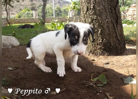 Peppito  und Tigra suchen ein Zuhause