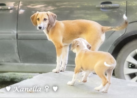 Kanella  sucht ein  Zuhause