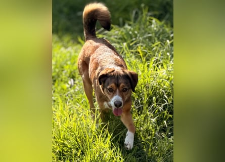 Traurige Bella  kann in der Südpfalz  besucht werden