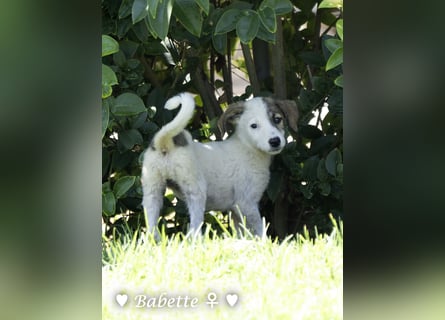 Bacardi, Biala, Babette und Bizou suchen ab August ihr Zuhause