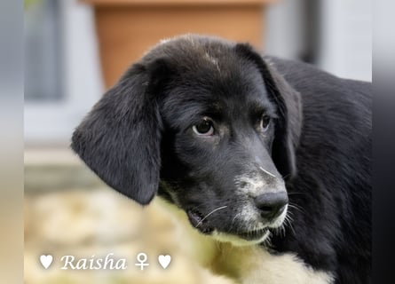 Ramon, Ralf, Randy, Ray und Raischa suchen ein Zuhause