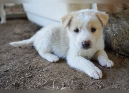 Unsere süßen Schneeflocken suchen ein Zuhause