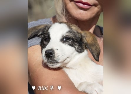 Update: Bibi  sucht ab Mitte November ein Zuhause