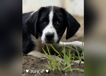 Ramon, Ralf, Randy, Ray und Raischa suchen ein Zuhause