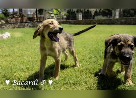 Bacardi, Biala, Babette und Bizou suchen ab August ihr Zuhause