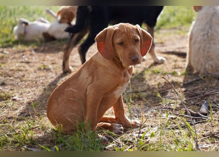 Viszla -Mix Gina, Giorgi, Gaia und Gino suchen ein Zuhause