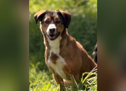 Traurige Bella  kann in der Südpfalz  besucht werden