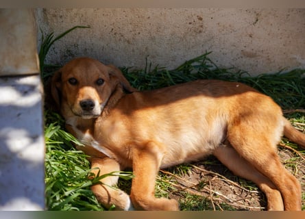 Elias und Elton  suchen  ein Zuhause